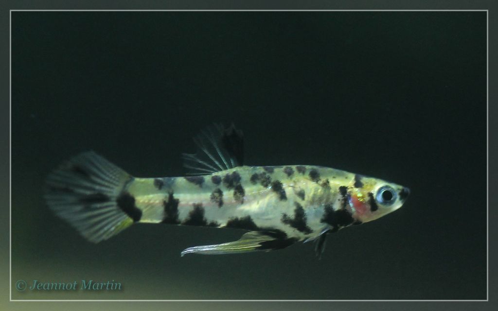 Phalloceros caudimaculatus Lebendgebärende Zahnkarpfen americanfish.de